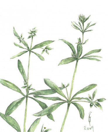 Ragadós galaj - Galium aparine